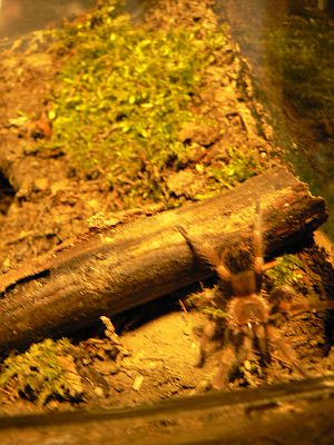 Smithi33.jpg