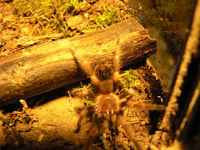 Smithi34.jpg