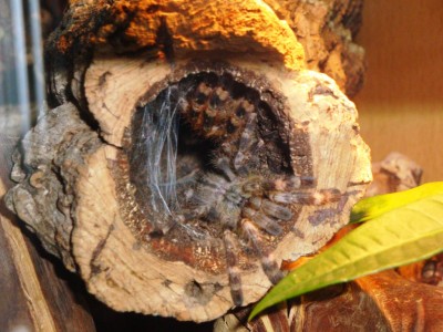 P. smithi.JPG