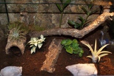 terrarium_452.jpg