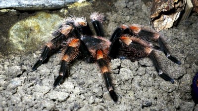 Smithi_05.jpg