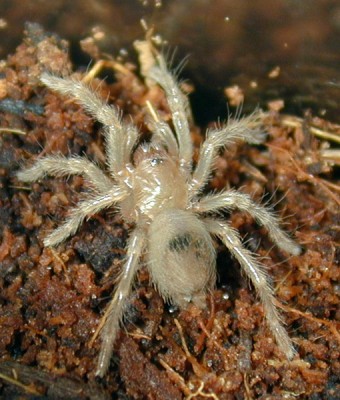 smithi1.jpg