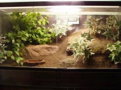 geniculata_1631.jpg
