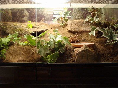 geniculata1801.jpg