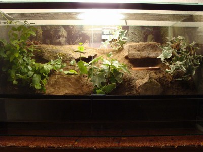 geniculata_1821.jpg