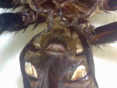 Mädchensmithi.JPG