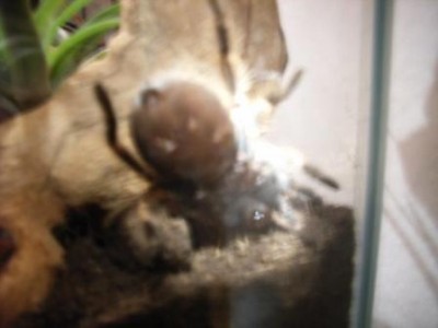 smithi_1.jpg