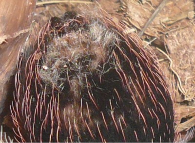 smithi_1.jpg