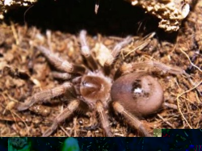 smithi_klein.jpg