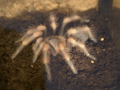smithi5fh.jpg