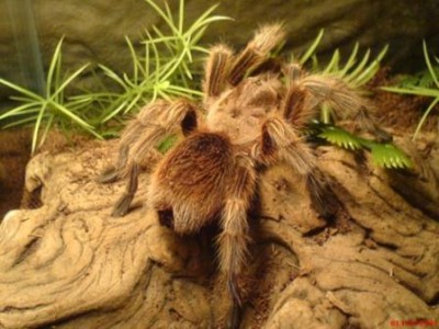 grammostola_rosea.jpg