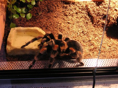 smithi_8.jpg