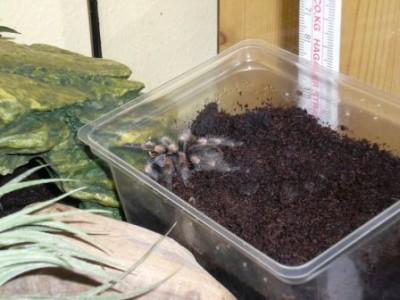 smithi_kleiner.jpg