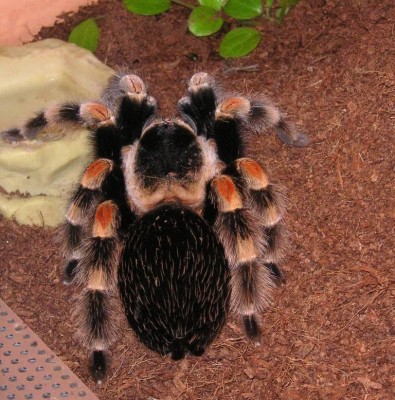 smithi_12.jpg