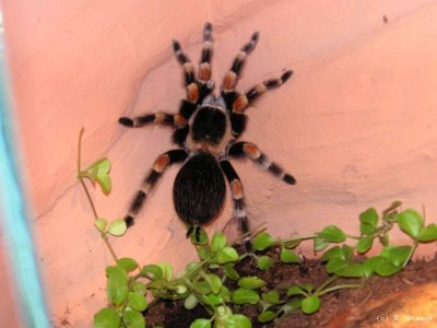 smithi_20.jpg