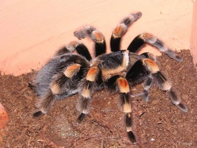 smithi_21.jpg