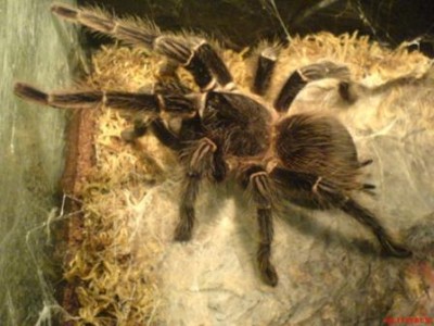 grammostola_grossa.jpg