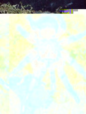 dsc00688.jpg