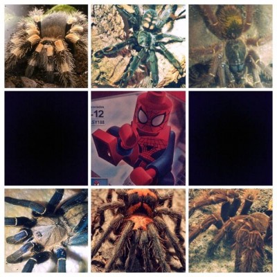 Spiders.jpg