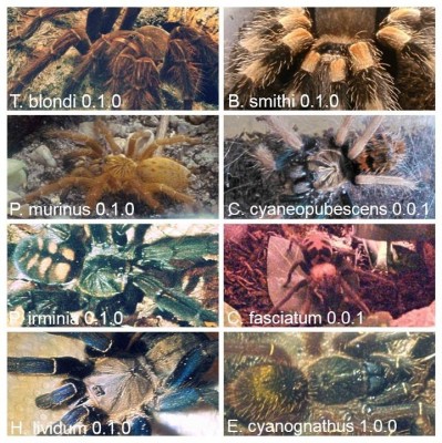 tarantulas.jpg