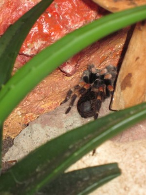 Smithi Häutung.jpg