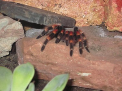 Smithi1.jpg