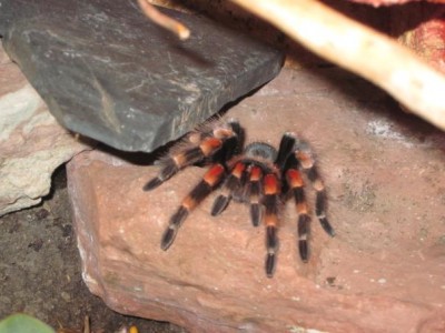 Smithi2.jpg