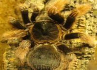 Brachypelma klaasi.jpg