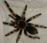 smithi.jpg