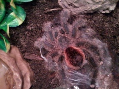 Avicularia huriana 1.jpg