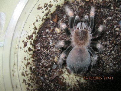 smithi1.JPG