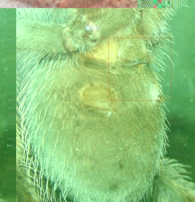 smithi_ventrale_ansicht_1.jpg