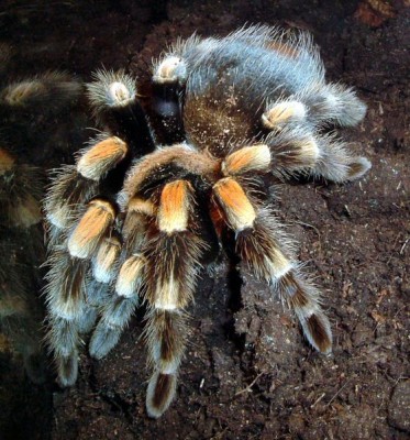 558px_brachypelma_smithi.jpg