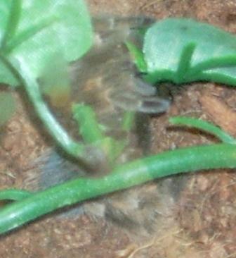 smithi1.jpg