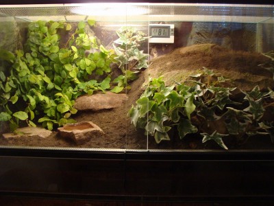 geniculata_137.jpg