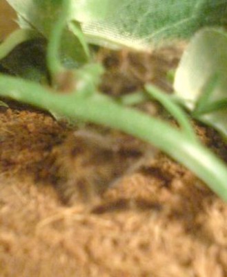 smithi.jpg