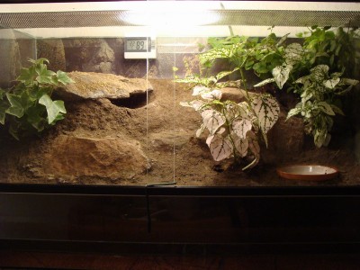 geniculata_1871.jpg