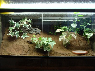 geniculata 211.1.jpg