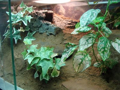 geniculata 209.1.jpg