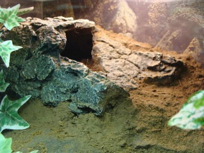 geniculata 208.1.jpg
