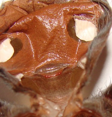 Boehmei 103.jpg