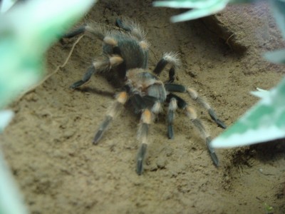 smithi 1.1.jpg