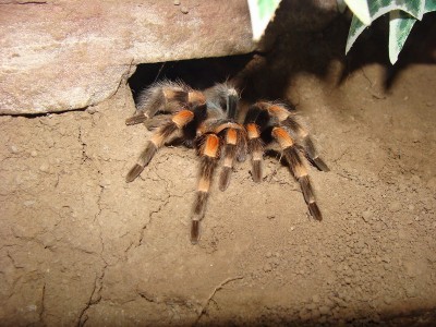 smithi 211.1.jpg