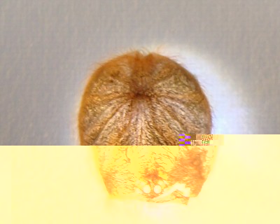 Beleuchteter geniculatacarapax.jpg