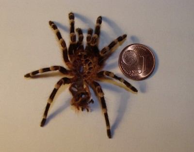 Exuvie A.geniculata.1.jpg