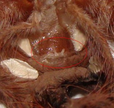 Geniculata 082,1.jpg