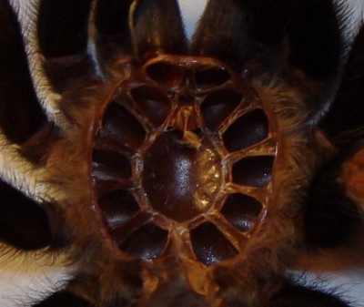 Sternum.jpg