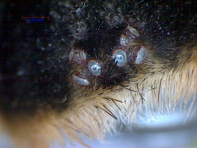 Augenhügel B. smithi.jpg