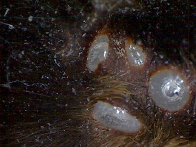 Augenhügel B. smithi seitliche Ansicht.jpg