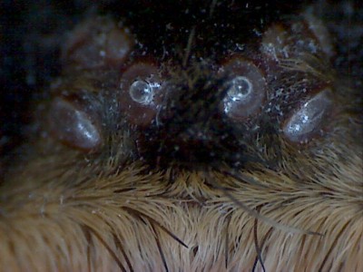 Augenhügel B. smithi adult.jpg